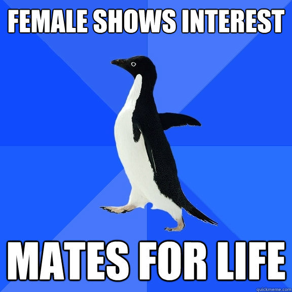 Female shows interest Mates for life - Female shows interest Mates for life  Socially Awkward Penguin