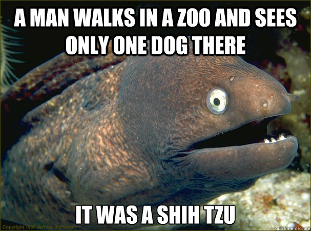 A man walks in a zoo and sees only one dog there It was a shih tzu  Bad Joke Eel