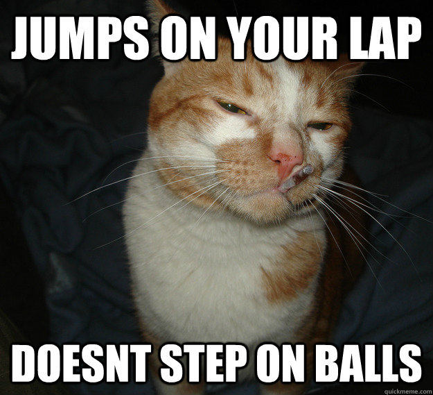 jumps on your lap doesnt step on balls  Cool Cat Craig