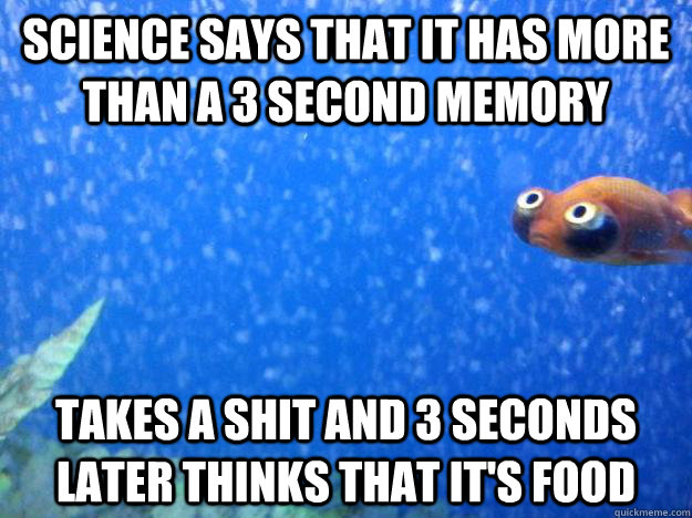 Science says that it has more than a 3 second memory takes a shit and 3 seconds later thinks that it's food - Science says that it has more than a 3 second memory takes a shit and 3 seconds later thinks that it's food  confused goldfish
