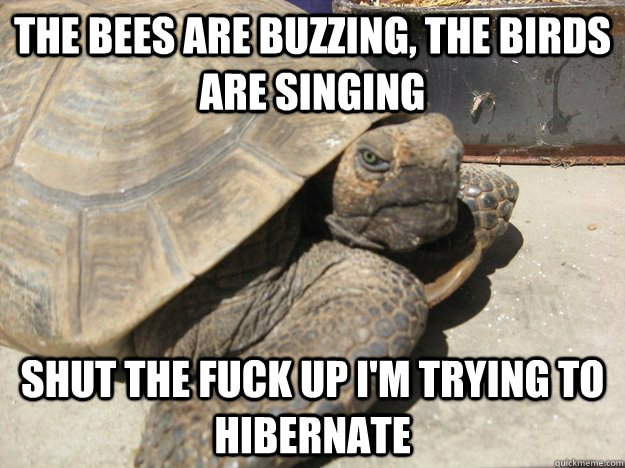 The bees are buzzing, the birds are singing Shut the fuck up i'm trying to hibernate  Grumpy Tortiose