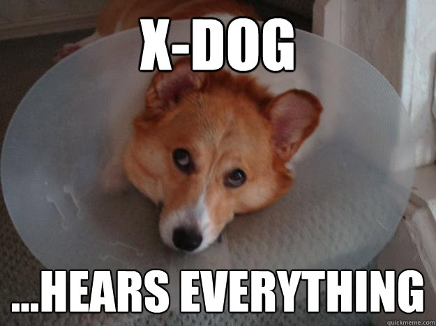 x-dog ...hears everything  Corgi