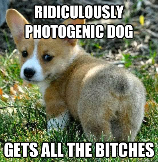 Ridiculously photogenic dog gets all the bitches  Ridiculously Photogenic Dog