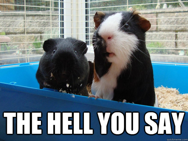  The Hell You Say -  The Hell You Say  Guinea Pig Shocker