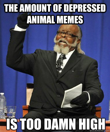 The amount of depressed animal memes  Is too damn high  Rent Is Too Damn High Guy
