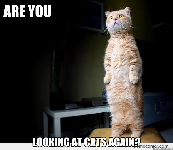 ARE YOU Looking at cats again?  