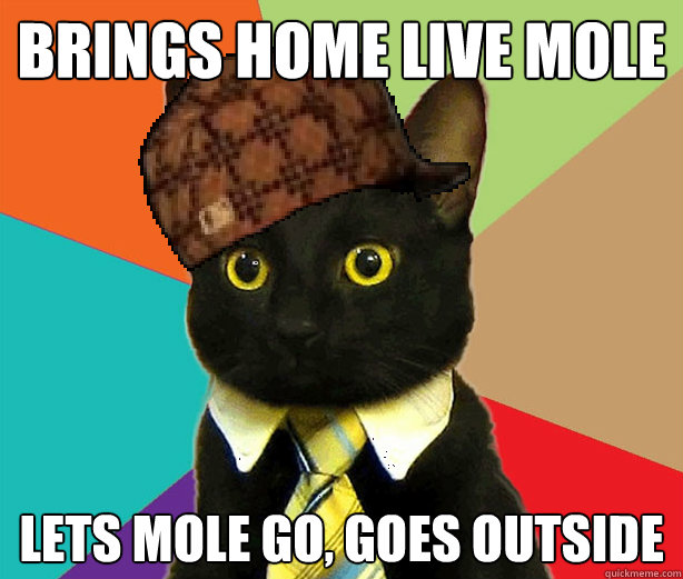 brings home live mole lets mole go, goes outside  Scumbag Cat