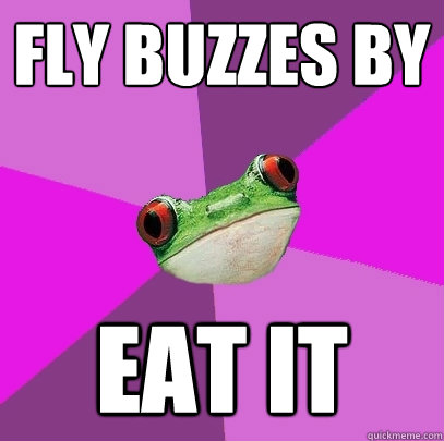 fly buzzes by eat it  Foul Bachelorette Frog