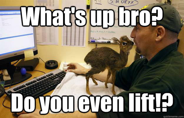 What's up bro? Do you even lift!? - What's up bro? Do you even lift!?  dik dik