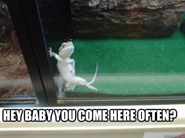 Hey Baby you come here often? - Hey Baby you come here often?  Barfly Lizard
