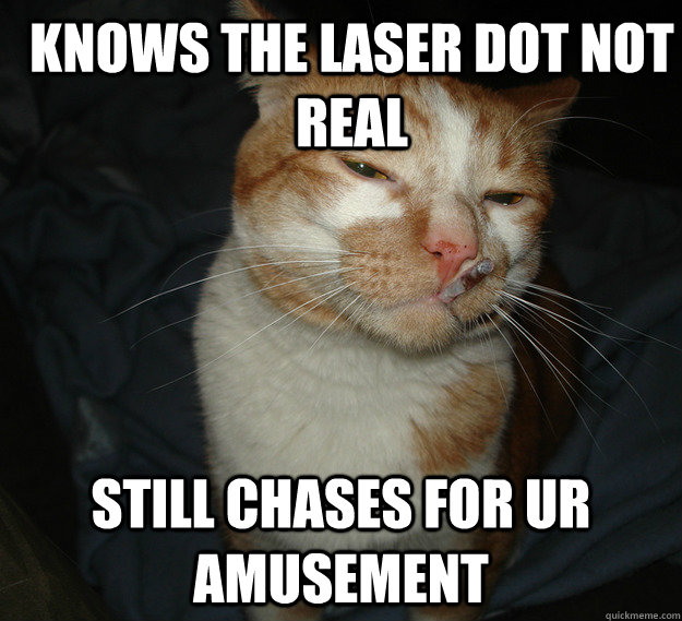 Knows the laser dot not real Still chases for ur amusement  Good Guy Cat