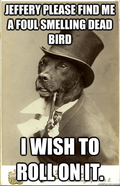 Jeffery please find me a foul smelling dead bird i wish to roll on it. - Jeffery please find me a foul smelling dead bird i wish to roll on it.  Old Money Dog