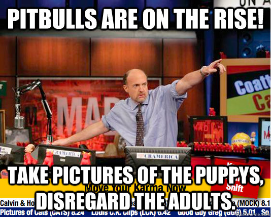 Pitbulls are on the rise! Take pictures of the puppys, disregard the adults. - Pitbulls are on the rise! Take pictures of the puppys, disregard the adults.  move your karma now