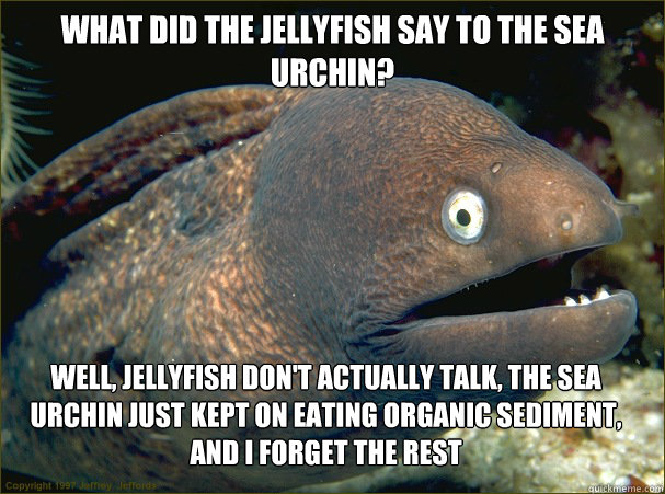 What did the jellyfish say to the sea urchin? Well, jellyfish don't actually talk, The sea urchin just kept on eating organic sediment, and I forget the rest  Bad Joke Eel