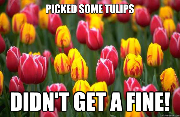 Picked Some Tulips didn't get a fine!  Tulips