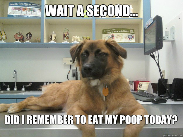 Wait a second... Did i remember to eat my poop today?
  Suspicious Dog