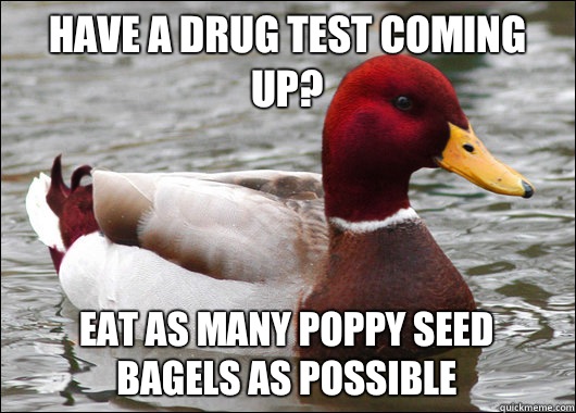 Have a drug test coming up? Eat as many poppy seed bagels as possible - Have a drug test coming up? Eat as many poppy seed bagels as possible  Malicious Advice Mallard