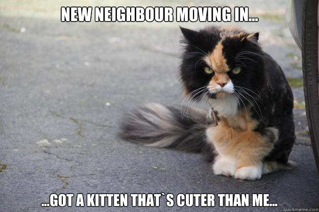 New neighbour moving in...
 ...got a kitten that`s cuter than me...  Angry Cat