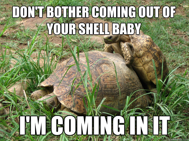 don't bother coming out of your shell baby i'm coming in it   Turtle on Turtle