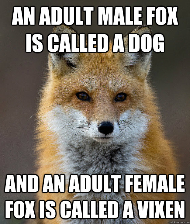 An adult male fox is called a dog And an adult female fox is called a vixen - An adult male fox is called a dog And an adult female fox is called a vixen  Fun Fact Fox