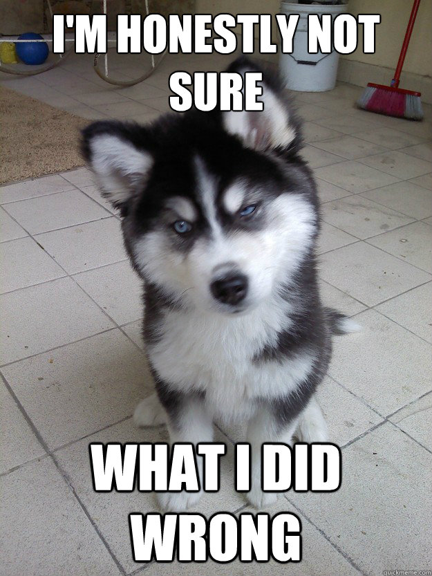 I'm honestly not sure What I did wrong - I'm honestly not sure What I did wrong  Skeptical Husky Puppy