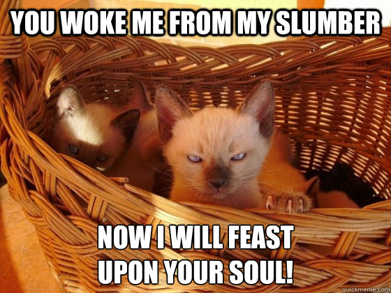 You woke me from my slumber Now I will feast 
upon your soul! - You woke me from my slumber Now I will feast 
upon your soul!  Evil cat is evil