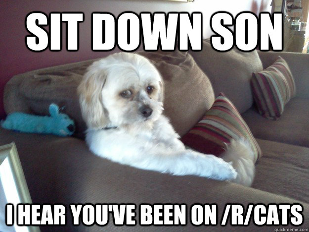 Sit down son I hear you've been on /r/cats - Sit down son I hear you've been on /r/cats  Disappointed Doggy