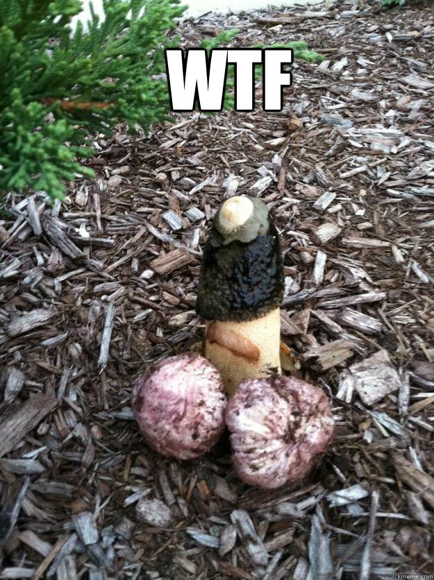 wtf  - wtf   mushroom