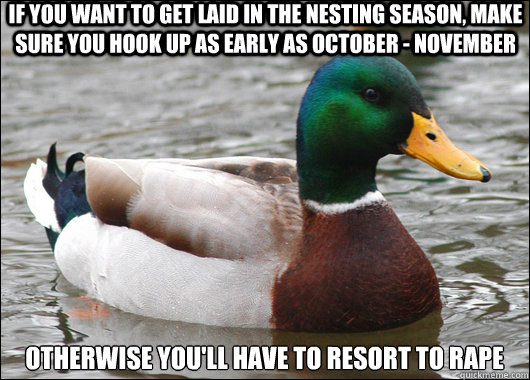 If you want to get laid in the nesting season, make sure you hook up as early as october - november otherwise you'll have to resort to rape  Actual Advice Mallard