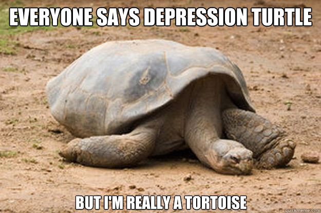 Everyone says depression turtle but I'm really a tortoise  Depression Turtle