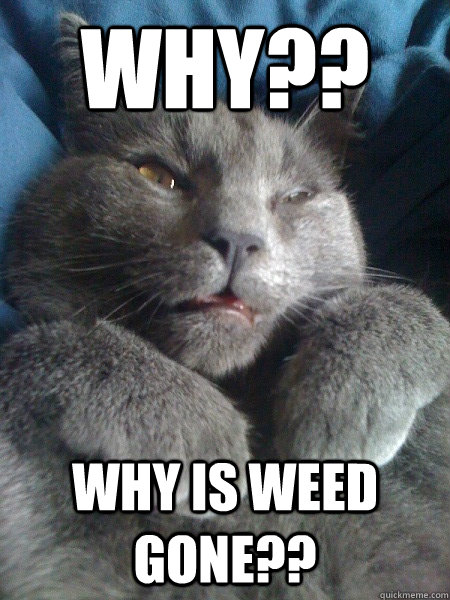 why?? why is weed gone??  Fighter cat