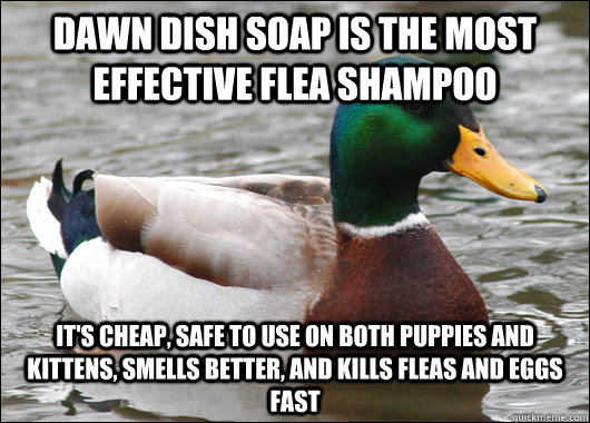 Dawn dish soap is the most effective flea shampoo It's cheap, safe to use on both puppies and kittens, smells better, and kills fleas and eggs fast  Actual Advice Mallard