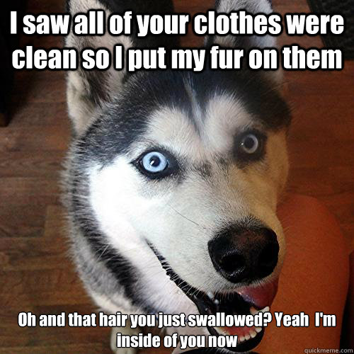 I saw all of your clothes were clean so I put my fur on them Oh and that hair you just swallowed? Yeah  I'm inside of you now  Overly Attached Dog