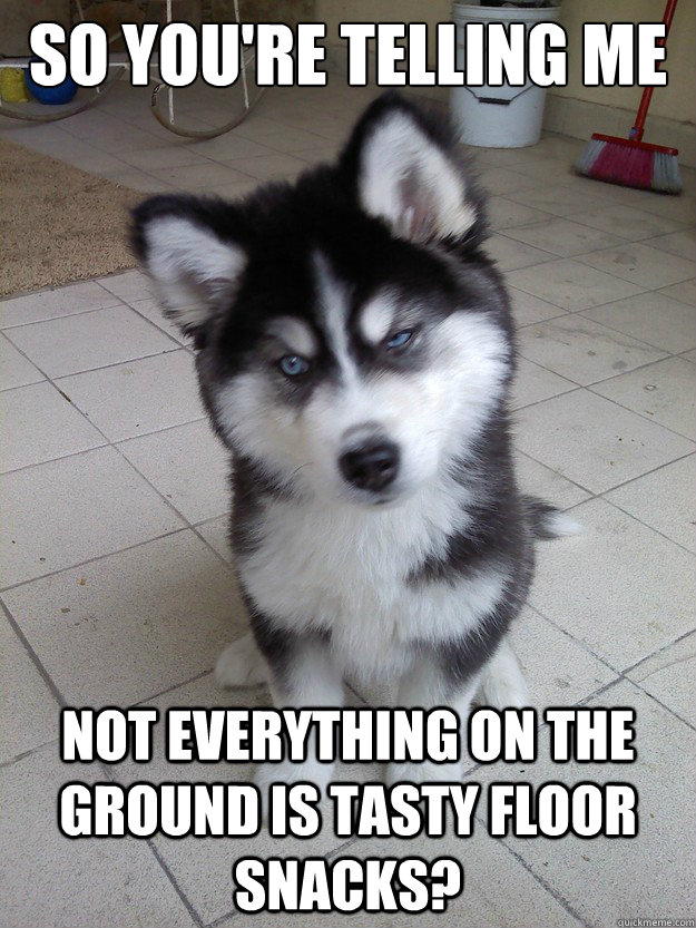 husky dog memes