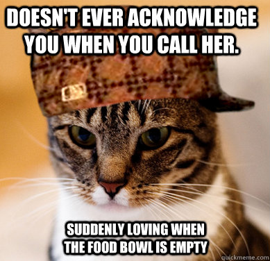 Doesn't ever acknowledge you when you call her. suddenly loving when the food bowl is empty  Scumbag Cat