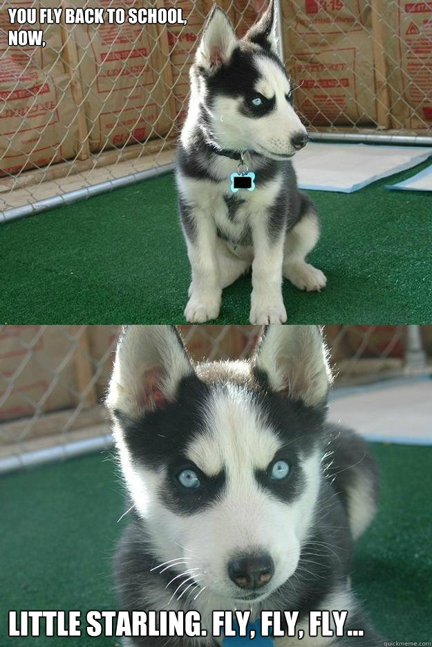 You fly back to school, 
now, little Starling. Fly, fly, fly...   Insanity puppy