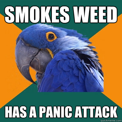 Smokes weed has a panic attack   Paranoid Parrot
