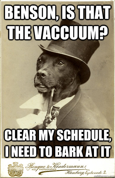 benson, is that the vaccuum? clear my schedule, i need to bark at it - benson, is that the vaccuum? clear my schedule, i need to bark at it  Old Money Dog