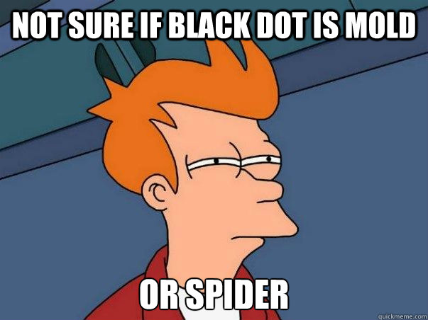 Not sure if black dot is mold  or spider   Not sure Fry