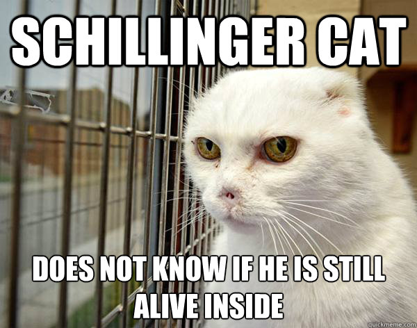 Schillinger cat  does not know if he is still alive inside  Jail Cat