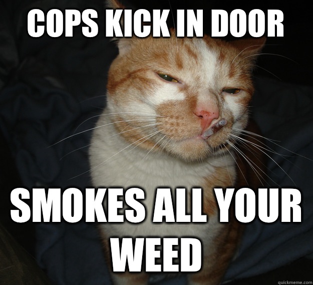 cops kick in door smokes all your weed  Cool Cat Craig