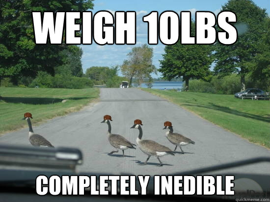 Weigh 10lbs Completely inedible  Scumbag Geese
