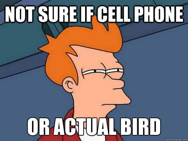 Not sure if cell phone or actual bird  Not sure Fry