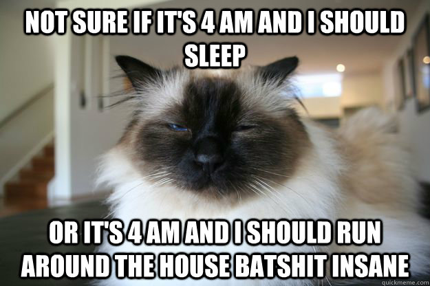 not sure if it's 4 AM and i should sleep or it's 4 am and i should run around the house batshit insane - not sure if it's 4 AM and i should sleep or it's 4 am and i should run around the house batshit insane  unsure cat