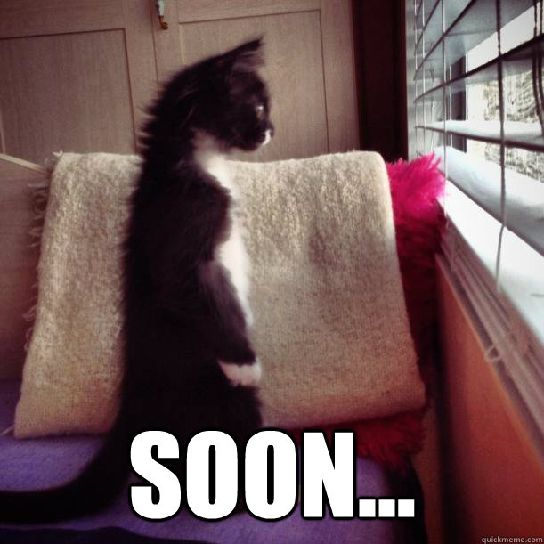  SOON... -  SOON...  Soon Cat