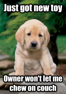 Just got new toy Owner won't let me chew on couch  