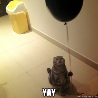  Yay -  Yay  Sad Birthday Cat