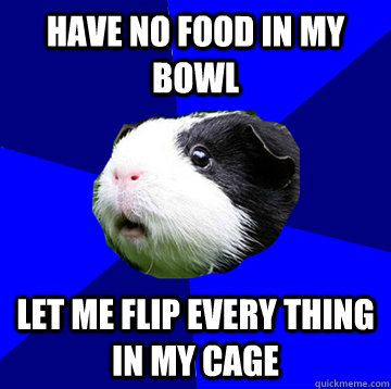 Have no food in my bowl Let me flip every thing in my cage  Jumpy Guinea Pig