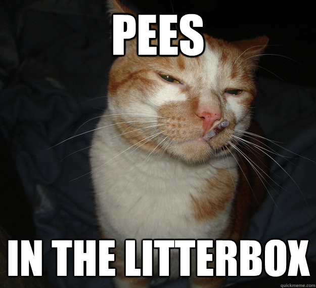 Pees in the litterbox
  Cool Cat Craig