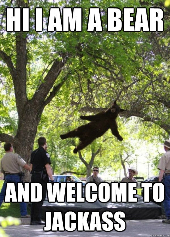 hi i am a bear  and welcome to jackass    i am a falling bear